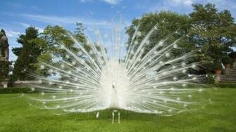Beautiful Peafowl Awesome HD Wallpaper High Resolution