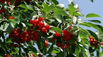 Cherry Tree Wallpaper