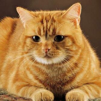 Cute Red Cat Wallpaper For iPad