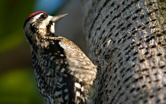 Woodpecker Wallpaper