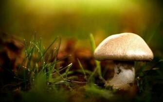 Mushroom Wallpaper