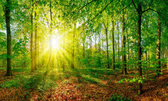 Leafy Green Summer Forest Wallpaper Mural Marmalade Art