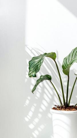 Premium Image Of Calathea Orbifolia By A White Wall