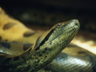 Anaconda Wallpaper