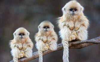 Monkey Wallpaper HD Image Live Hq