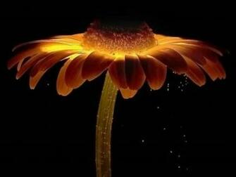Glowing Flower Wallpaper