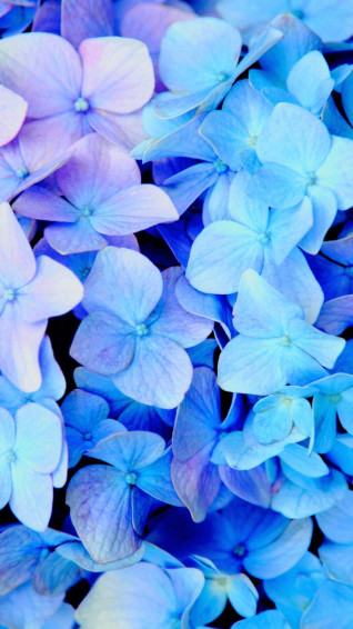 Aesthetic Blue Wallpaper For iPhone To