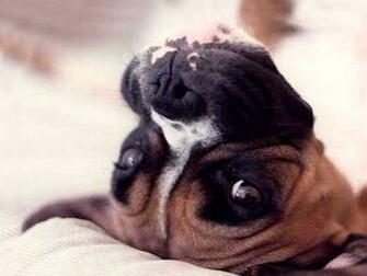 My Top Collection Cute Pets Wallpaper
