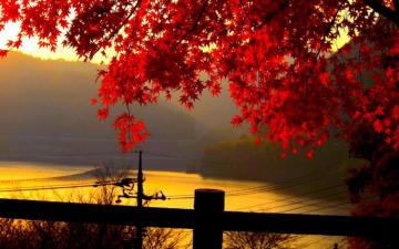 Red Leaves Wallpaper HD Clip Art Library
