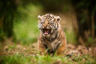 Cute Cub HD Animals 4k Wallpaper Image Photos And