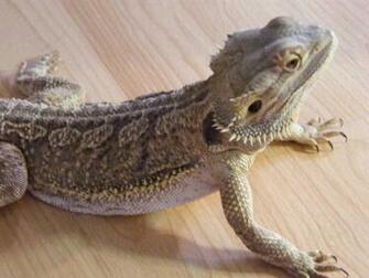 Bearded Dragon Wallpaper
