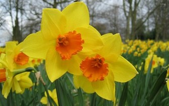 Daffodil Wallpaper Flower