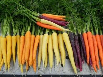 Carrot Wallpaper High Quality