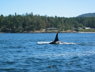 Wallpaper Desktop Background Full Screen Killer Whale Whales