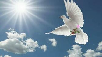 Dove Wallpaper HD Net