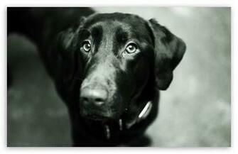 Black Lab HD Wallpaper For Standard Fullscreen Uxga Xga Svga