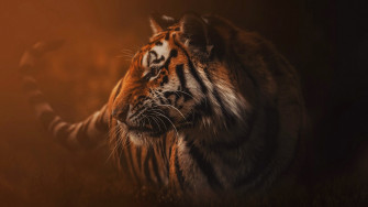 Animal Tiger 4k Ultra HD Wallpaper