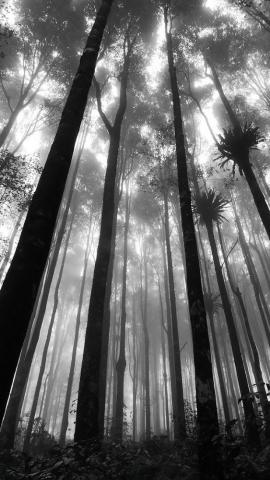 Forest iPhone Wallpaper On
