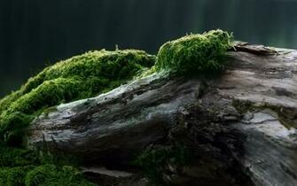 Nature Wallpaper High Definition