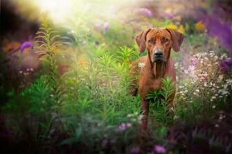 Adult Short Coated Brown Dog Rhodesian Ridgeback Running Snow