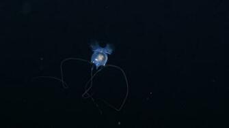 Cool Glamour Shots Background Pelagic These Photos