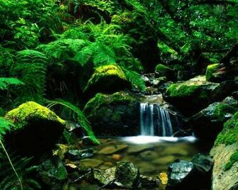 Forests Wallpaper Background