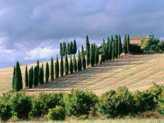 Italy Scenery Green Tree Wallaper