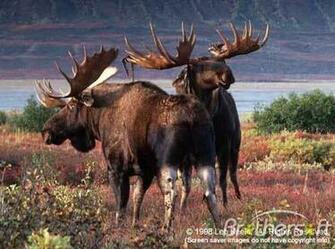 North American Wildlife