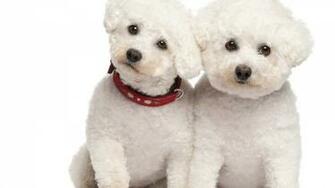 Poodle Dog Characteristics Temperament Grooming And
