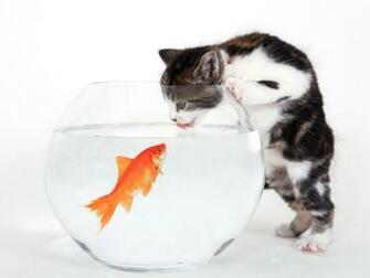 Funny Cats And Fishes