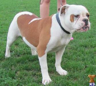 Old English Bulldog Sheepdog American Vs