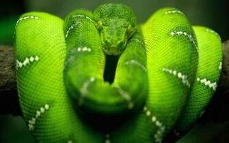 Snake Live Wallpaper Android Apps On Google Play