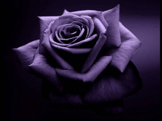 Purple Rose Wallpaper