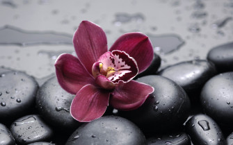 Serene Orchid Nature HD Wallpaper