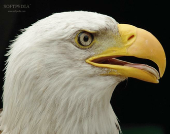Eagles Screensaver