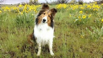 Sheltie Nation Awesome S N Desktop Wallpaper