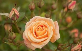 Orange Rose Wallpaper Flower