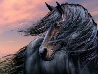 Beautiful Wallpaper Black Horse