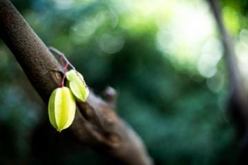 Starfruit 4k Wallpaper For Your Desktop Or Mobile Screen And