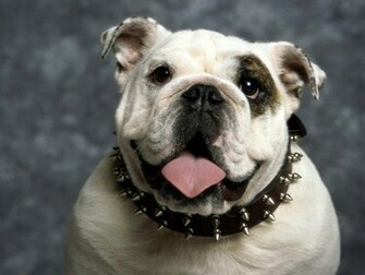 Funny Dog Background Background Wallpaper