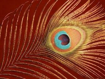 Peacock Feather Desktop Wallpaper Image Amp Pictures Becuo