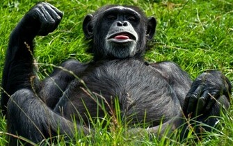 Funny Monkey Wallpaper Desktop
