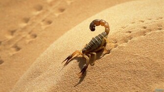 Scorpion HD Wallpaper Res Desktopas