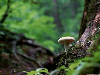 Mushroom Wallpaper HD