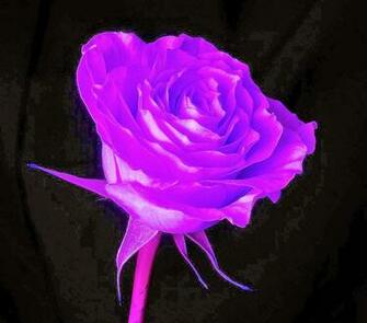 Wallpaper With Quotes Roses For Desktop