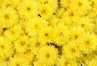 Stock Photo Kopi Yellow Super Mum Color