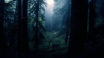 Dark Woods Wallpaper HD