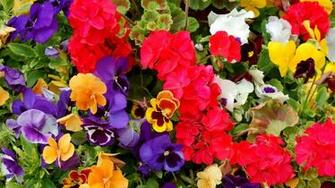 Colorful Flowers Wallpaper