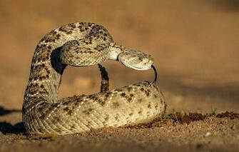 Wallpaper Language Background Snake Texas Sidewinder Image For
