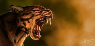 Wildcat Computer Wallpaper Desktop Background Id